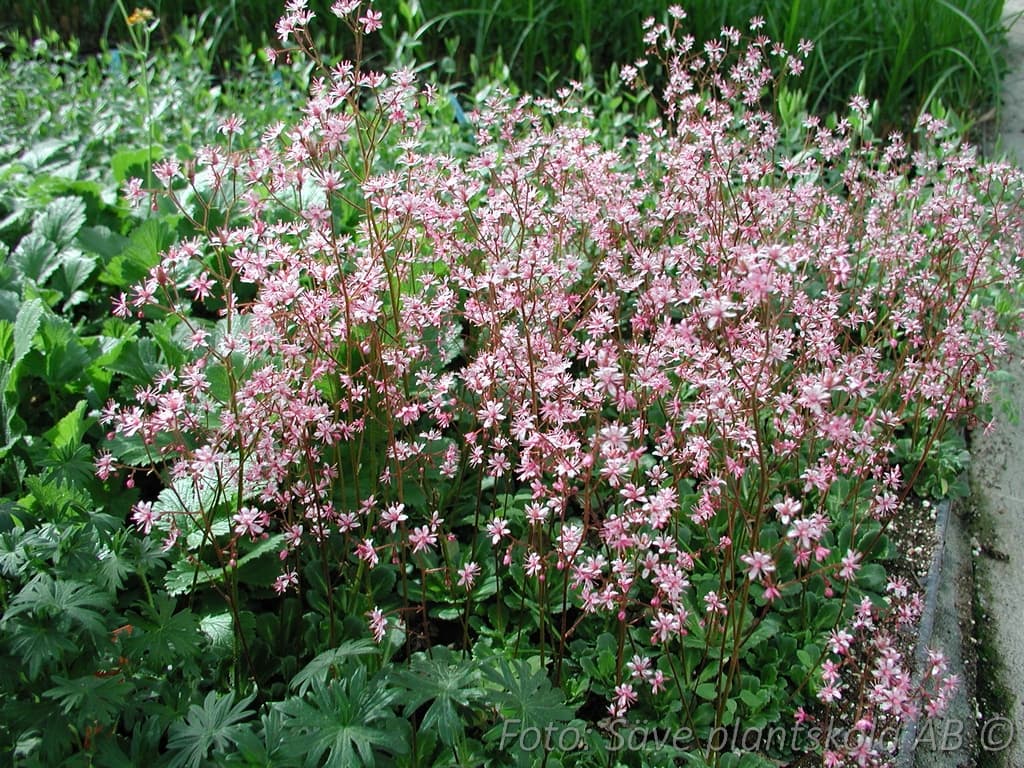 Saxifraga urbium 'Clarence Elliott'