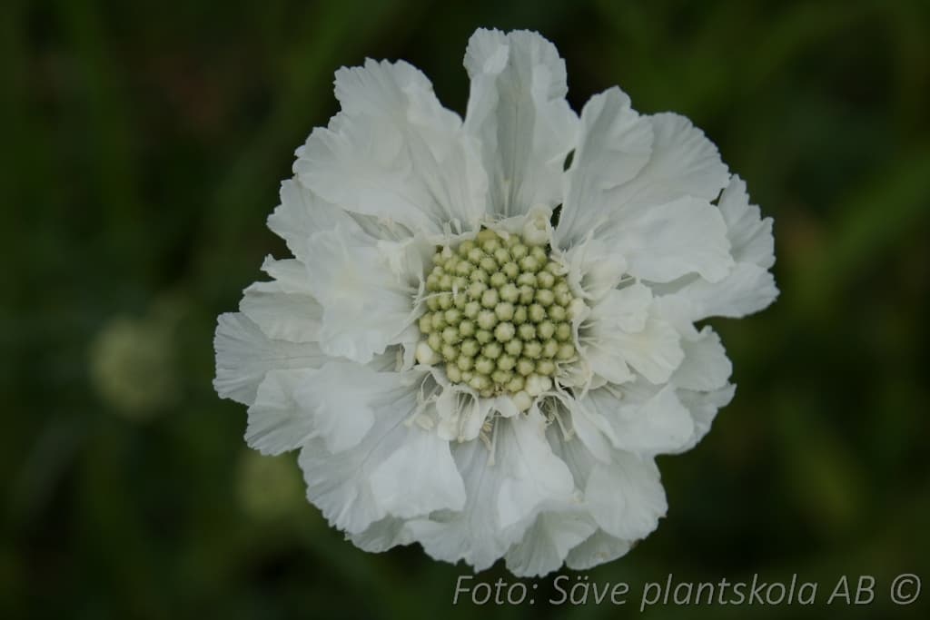 Scabiosa caucasica 'Perfecta Alba'