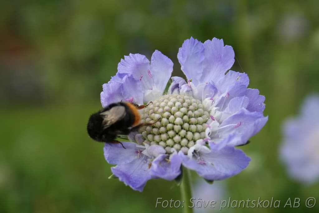 Scabiosa caucasica  'Perfecta Blue'
