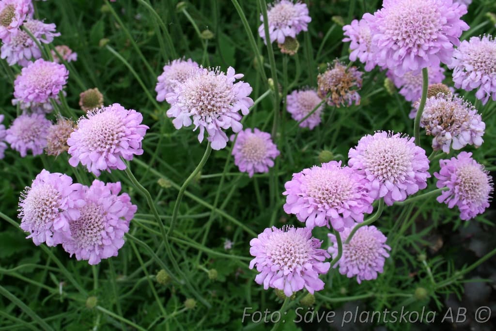 Scabiosa columbaria 'Pink Mist'