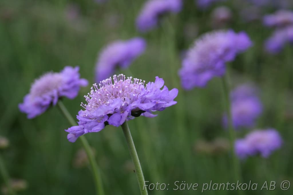 Scabiosa columbaria  'Butterfly Blue'