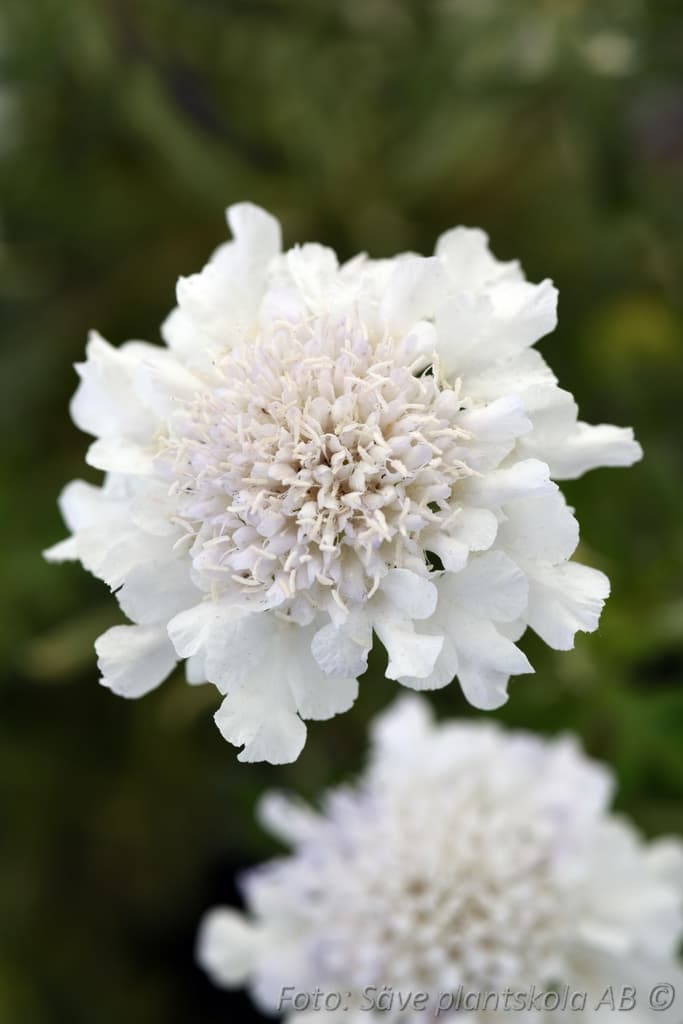 Scabiosa columbaria 'White Flutter' (PBR)