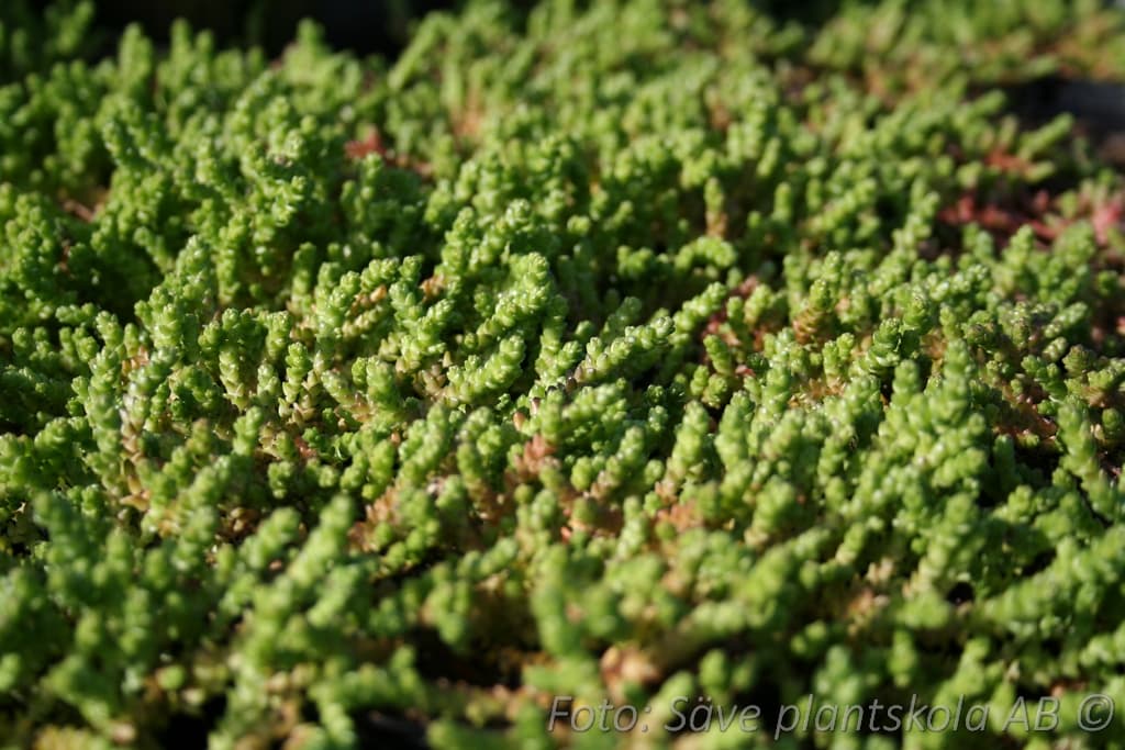 Sedum acre