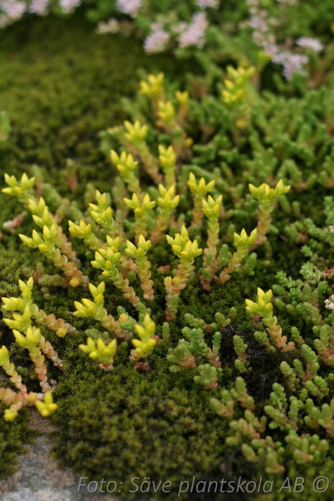 Sedum acre  'Minor'