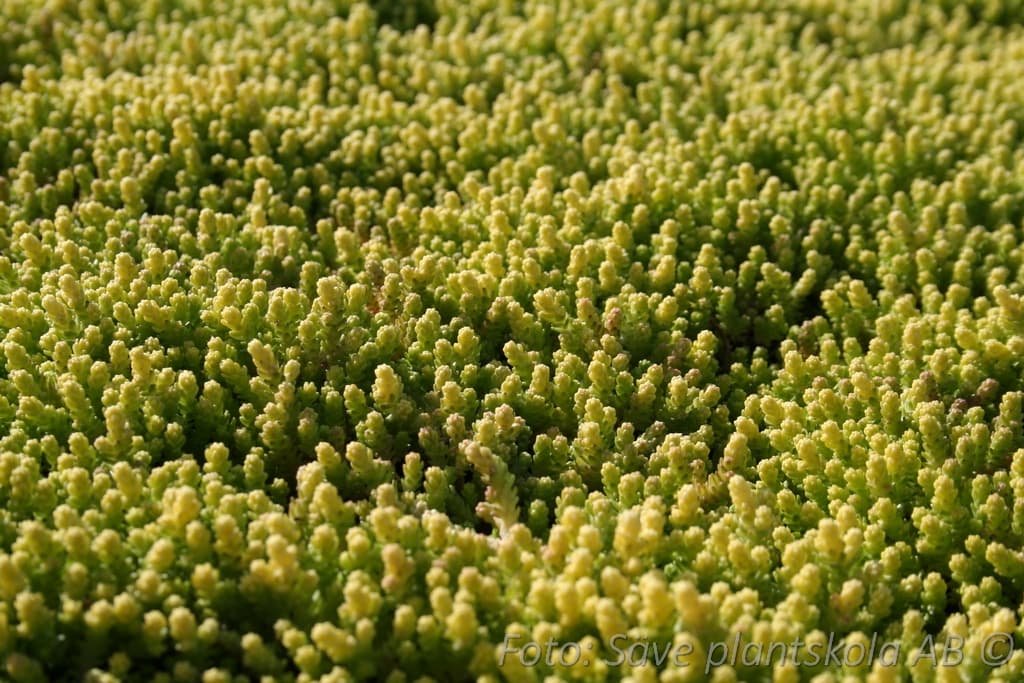 Sedum acre  'Yellow Queen'