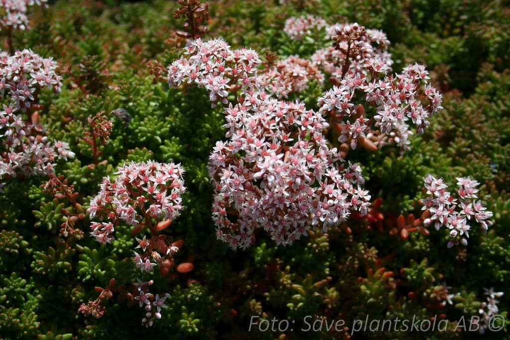 Sedum album