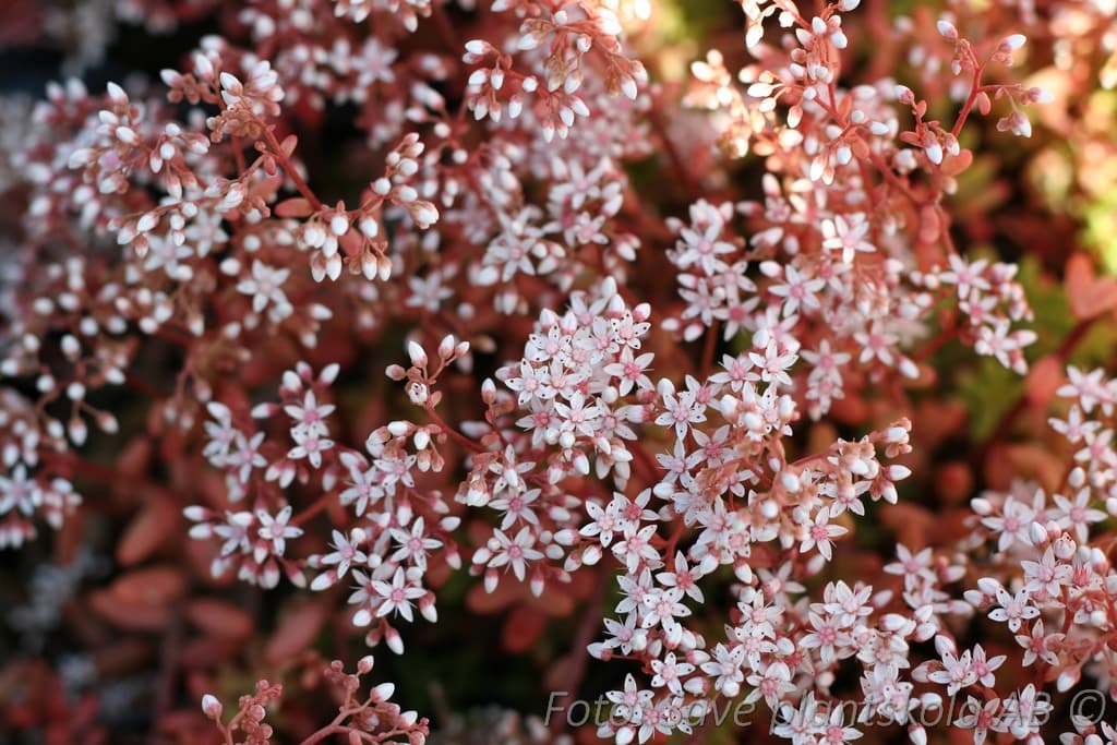 Sedum album 'Coral Carpet'