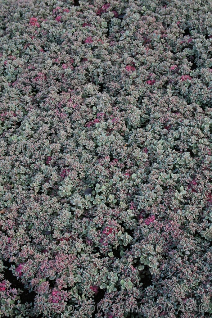 Hylotelephium cauticola