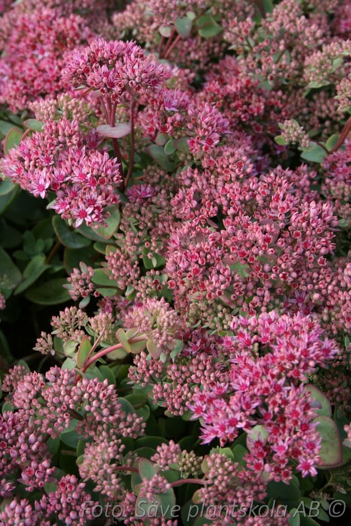 Hylotelephium ewersii