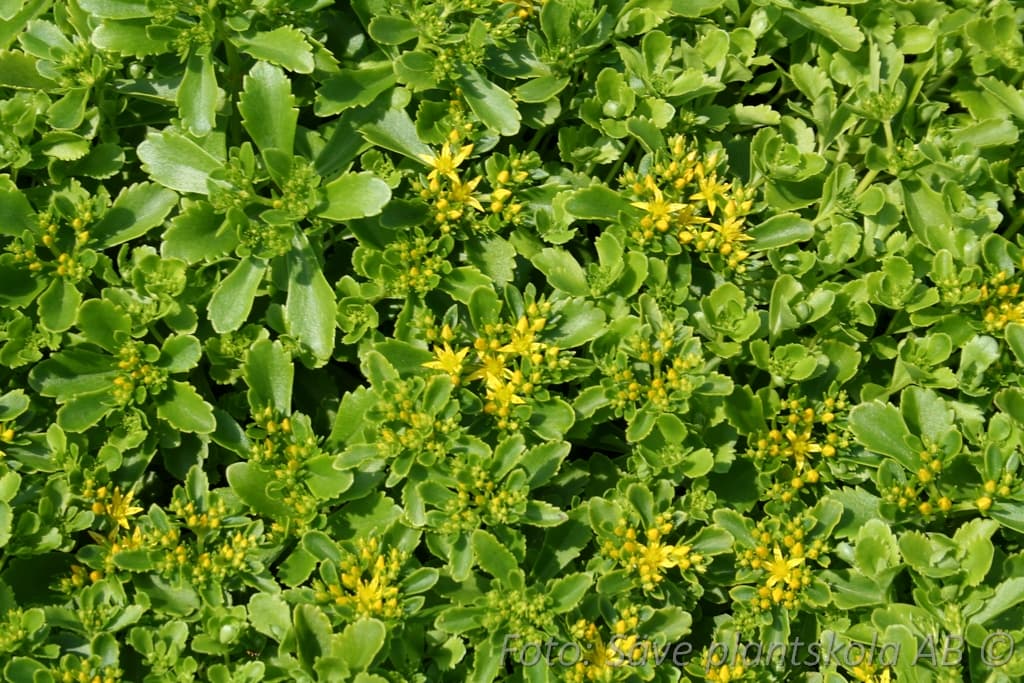 Phedimus floriferus 'Weihenstephaner Gold'