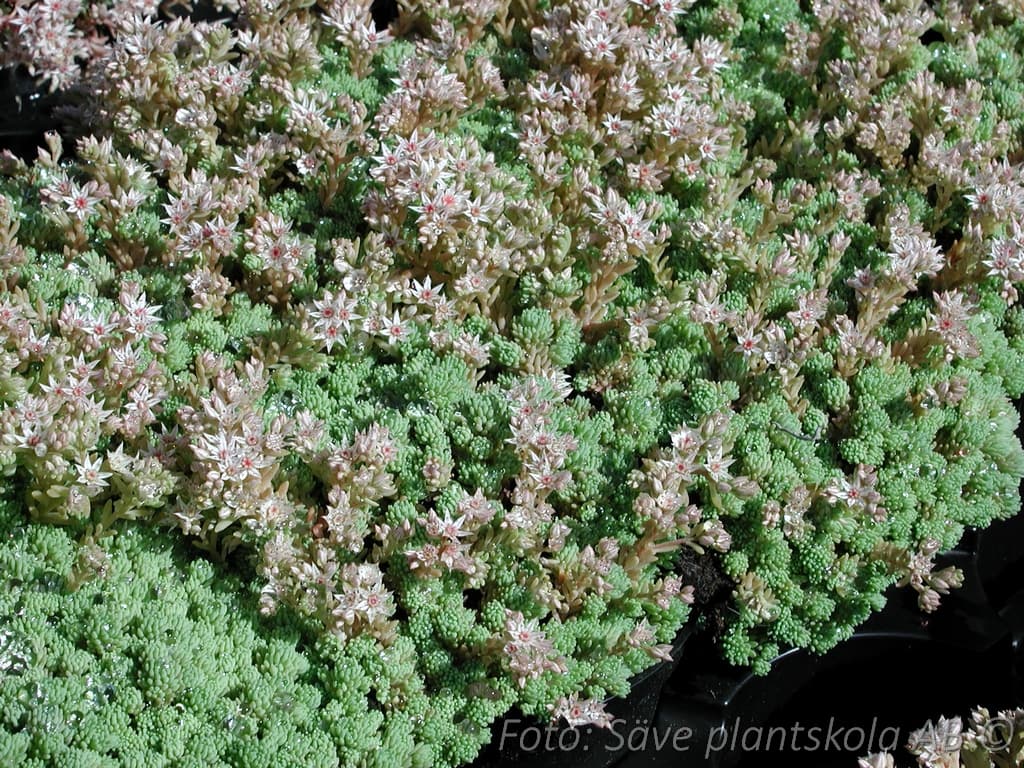 Sedum hispanicum minus