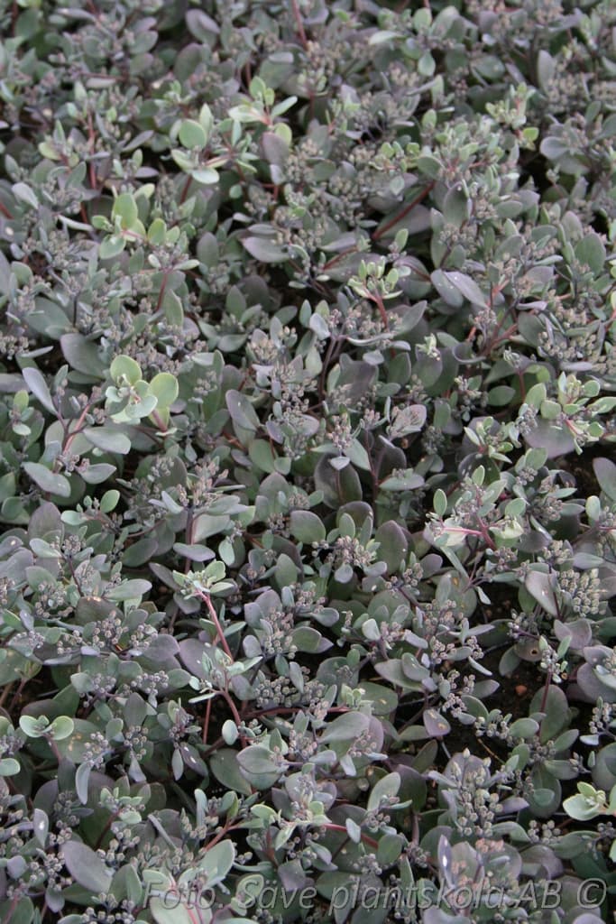 Hylotelephium 'Bertram Anderson'