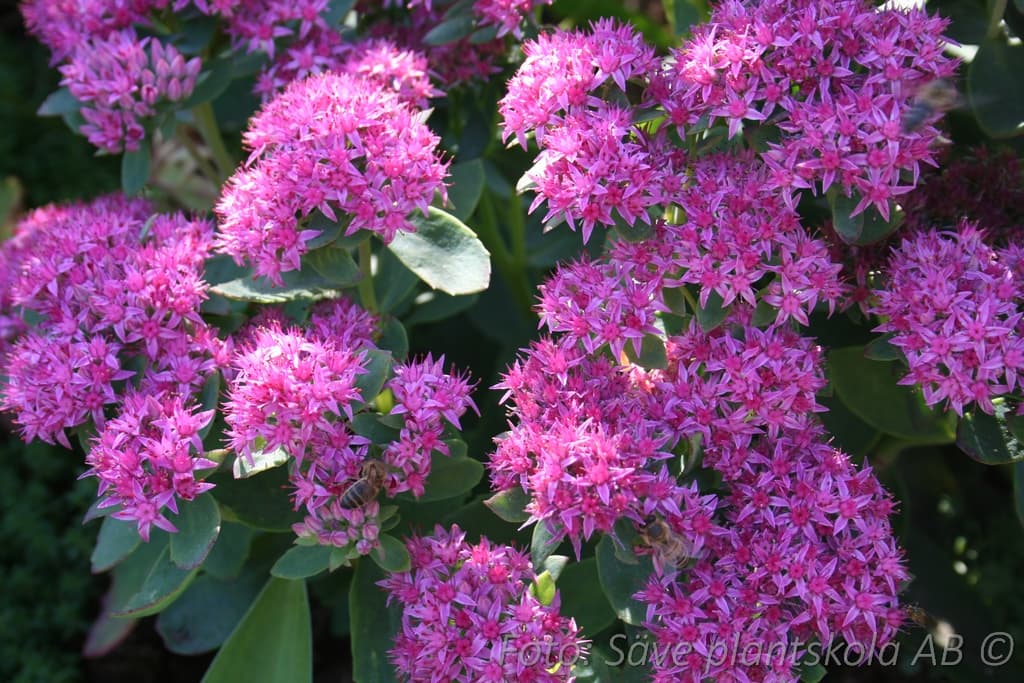 Hylotelephium 'Carl'