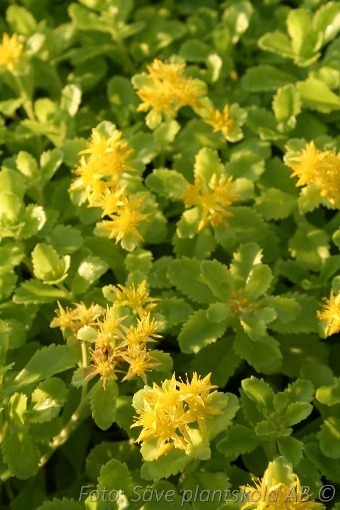 Phedimus kamtschaticus