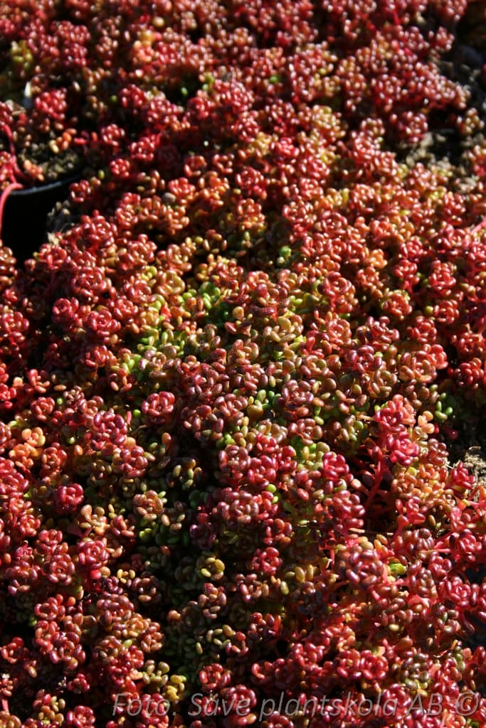 Sedum oreganum