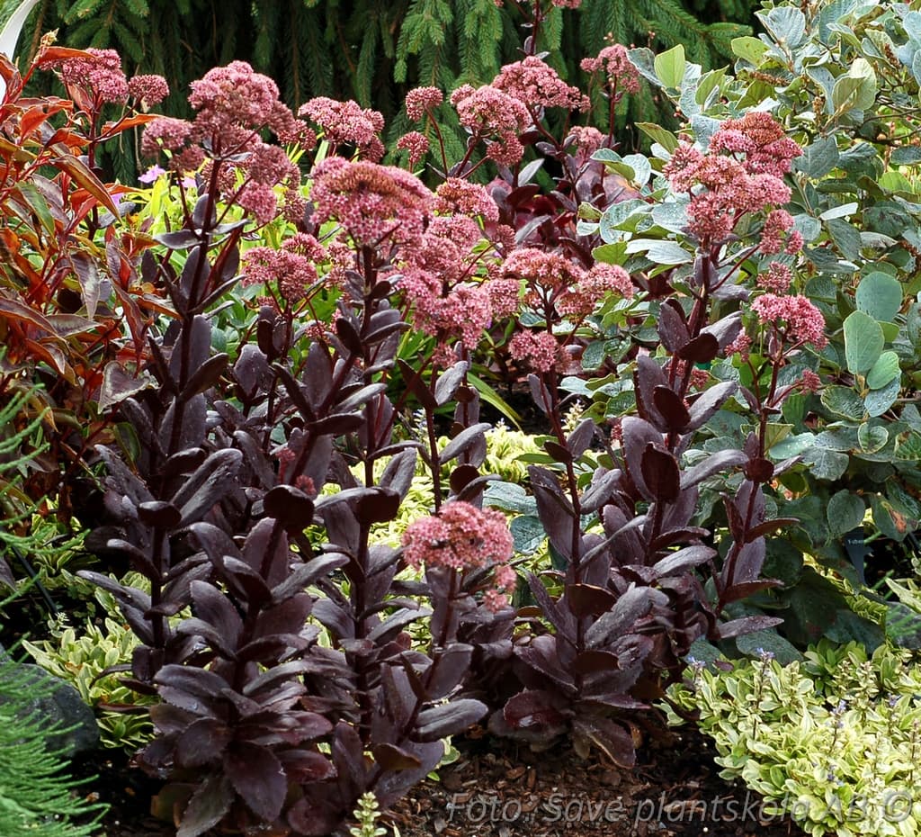 Hylotelephium 'Chocolate Drop' (PBR)