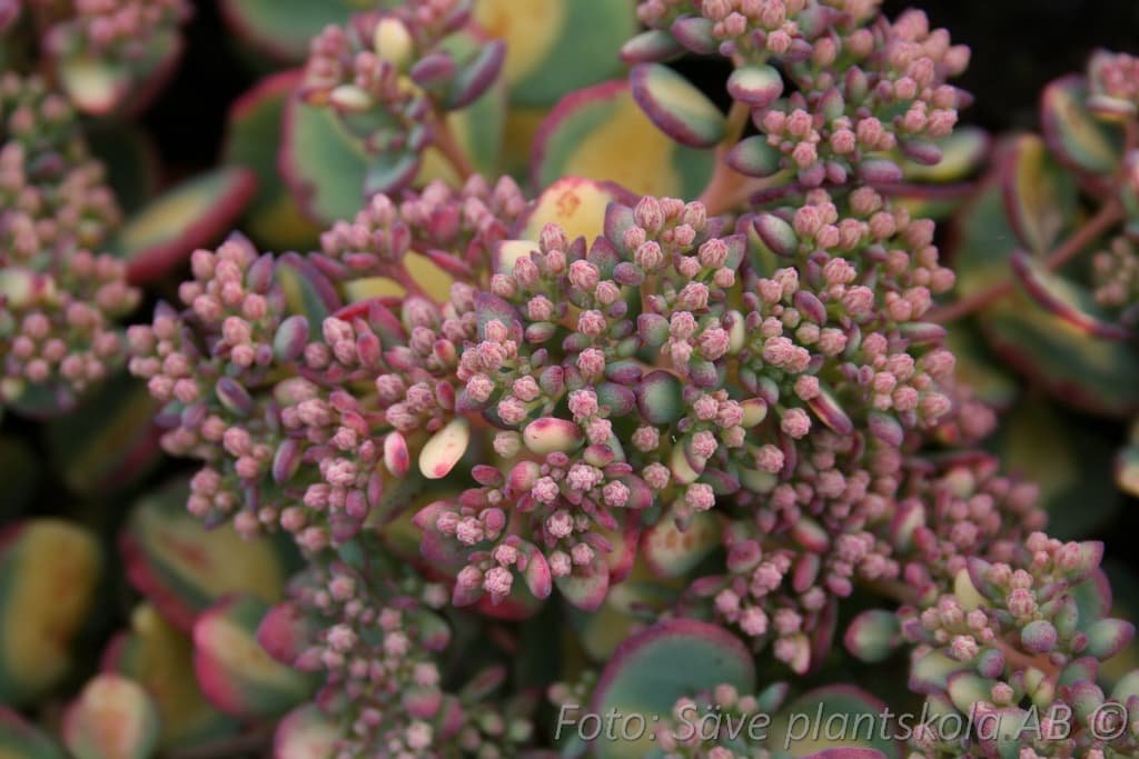 Hylotelephium sieboldii  'Mediovariegatum'