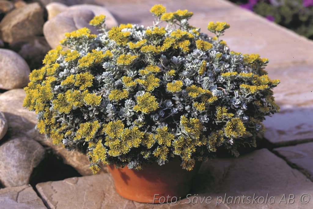 Sedum spathulifolium 'Cape Blanco'