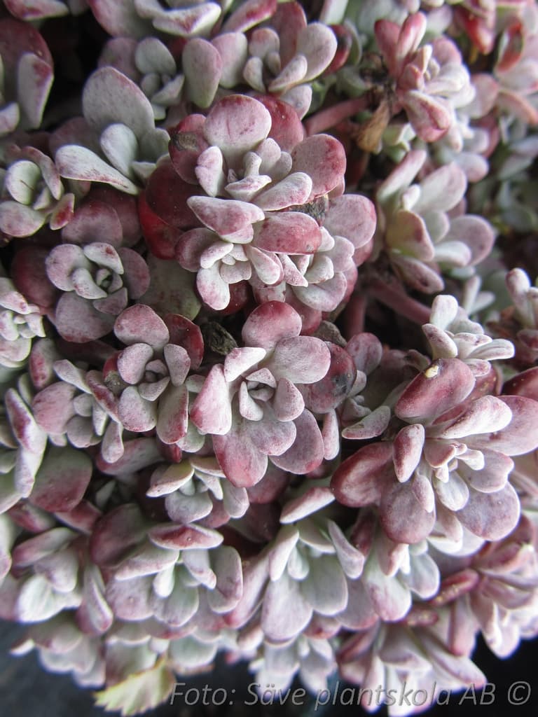 Sedum spathulifolium 'Purpureum'