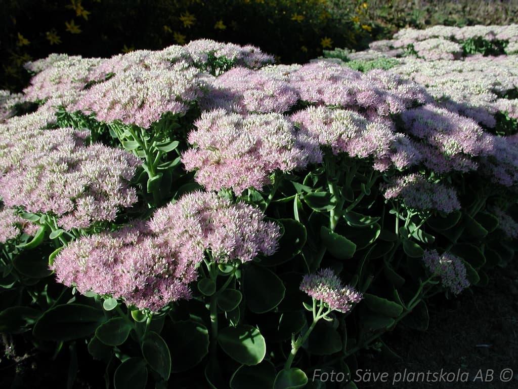 Hylotelephium 'Brilliant'