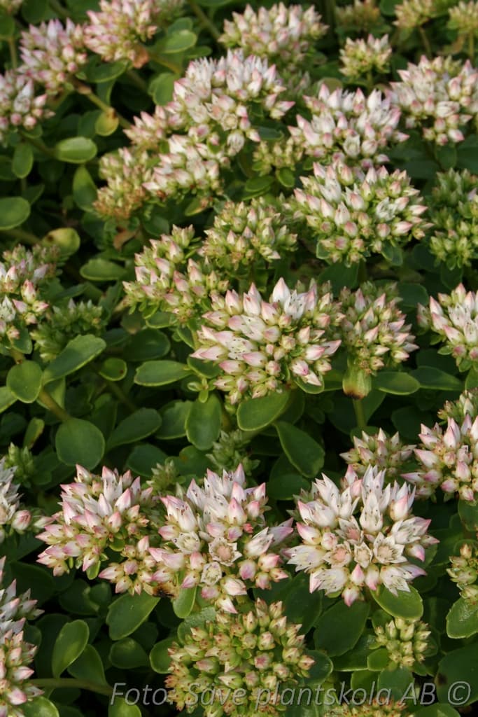 Phedimus spurius 'Album Superbum'