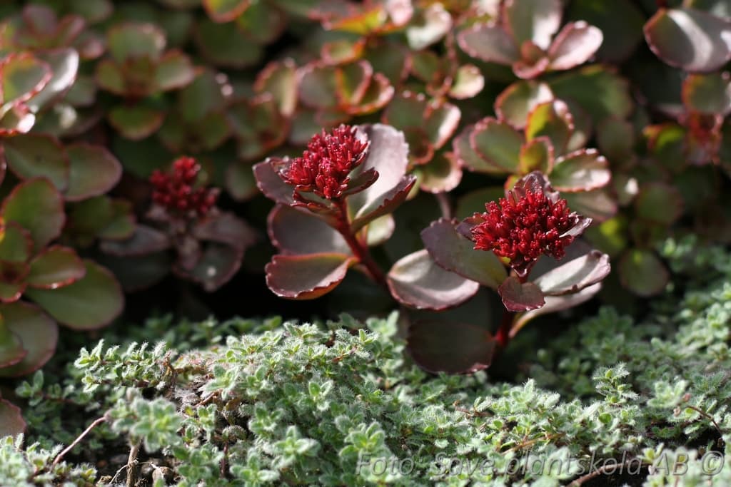 Phedimus spurius 'Fuldaglut'