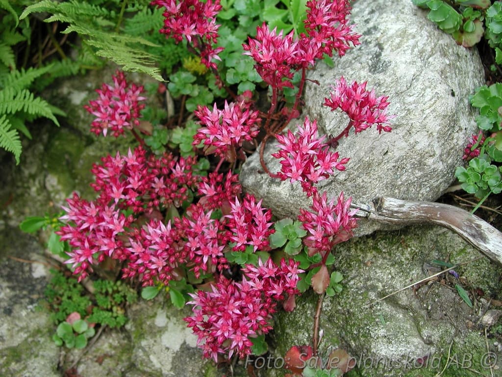 Phedimus spurius 'Schorbuser Blut'