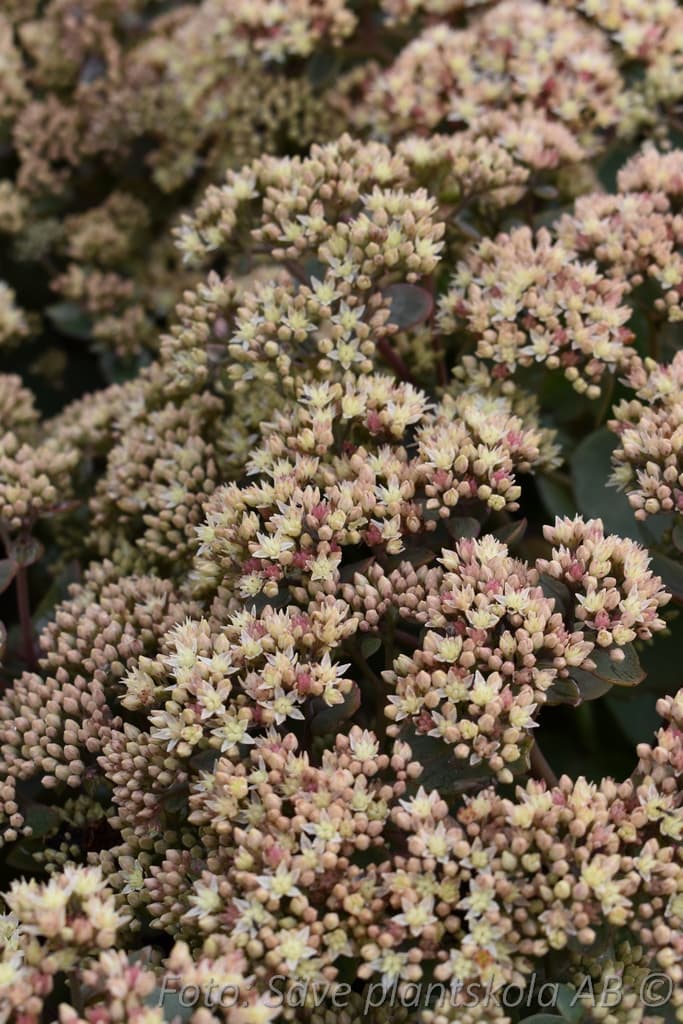 Hylotelephium 'Seduction Green Yellow'