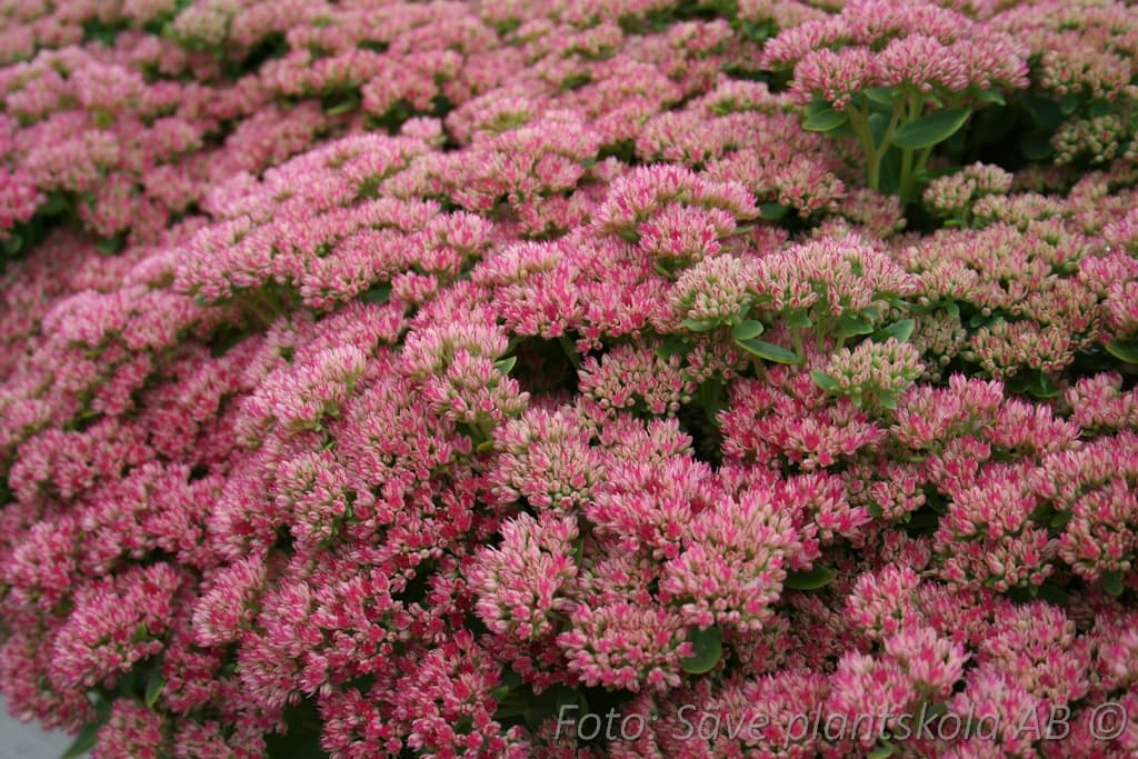 Hylotelephium 'Herbstfreude'