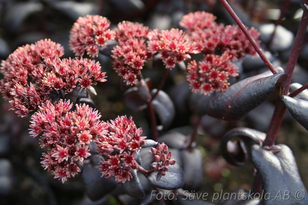 Hylotelephium 'Back in Black'