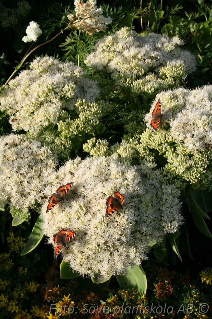Hylotelephium 'Iceberg'