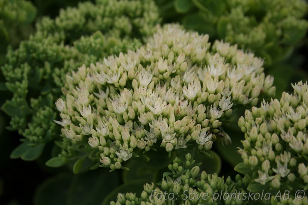 Hylotelephium 'Stardust'