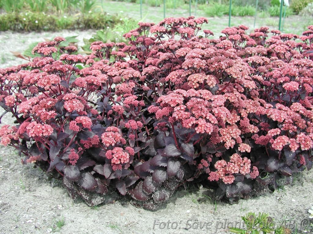 Hylotelephium 'Purple Emperor'