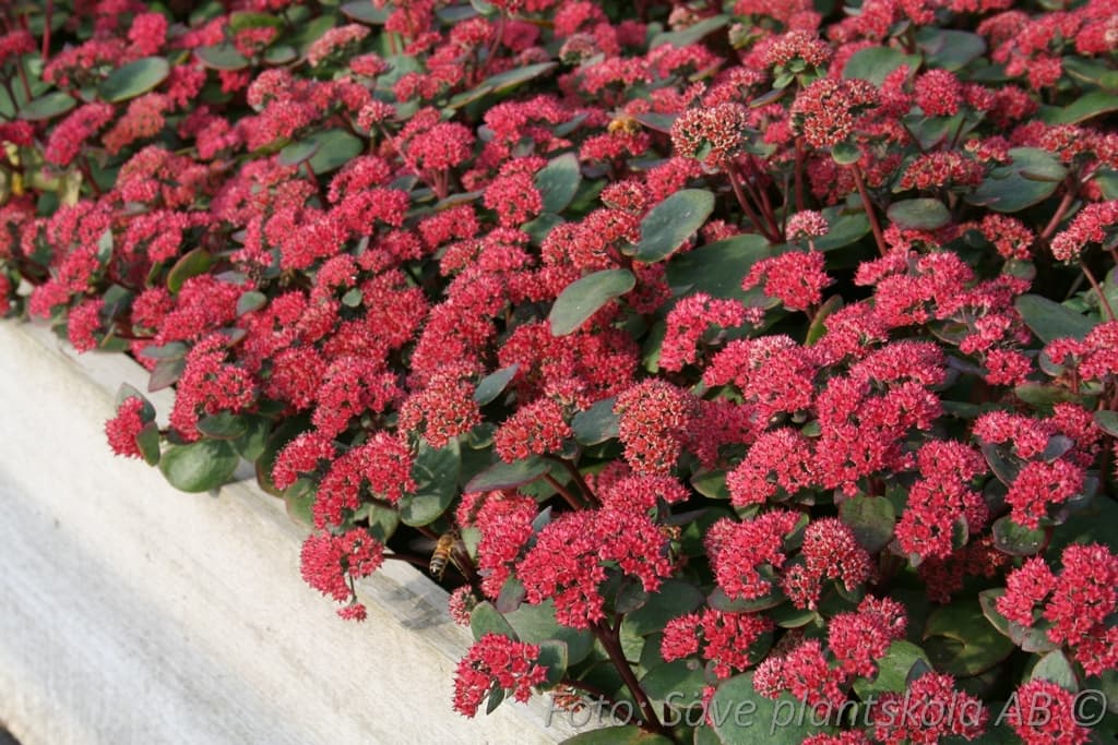 Hylotelephium 'Red Cauli '