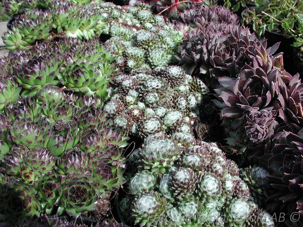 Sempervivum (blandade sorter)