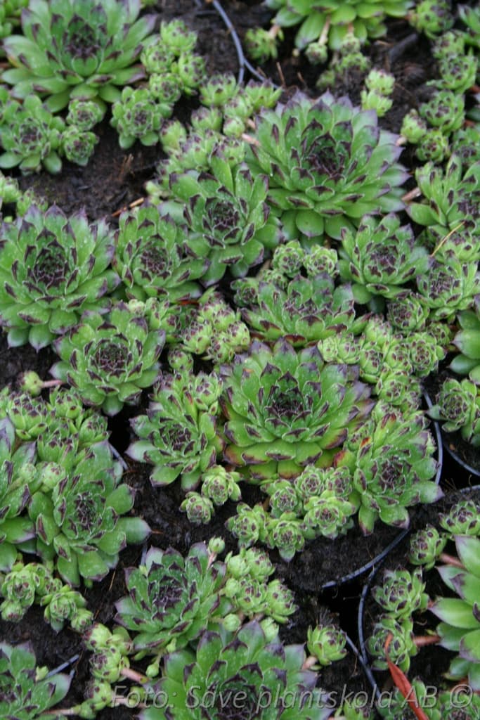 Sempervivum  'Reinhardt'