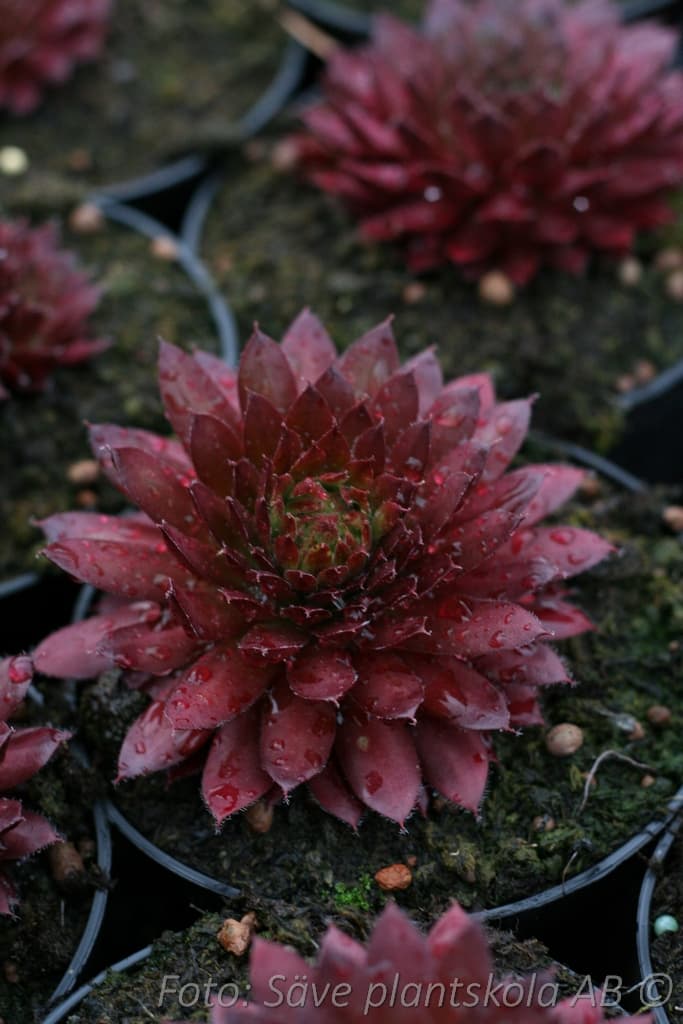 Sempervivum 'Purple Passion'