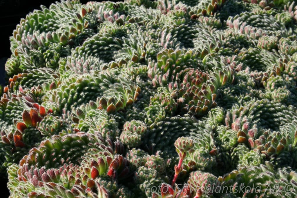 Sempervivum ciliosum