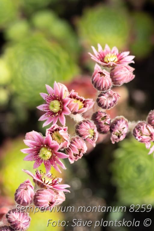 Sempervivum montanum