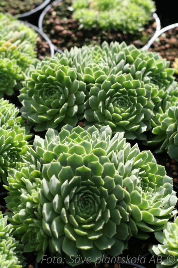 Sempervivum grandiflorum