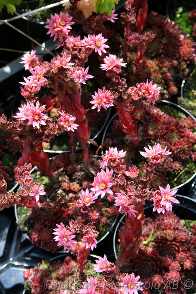 Sempervivum 'Silberkarneol'
