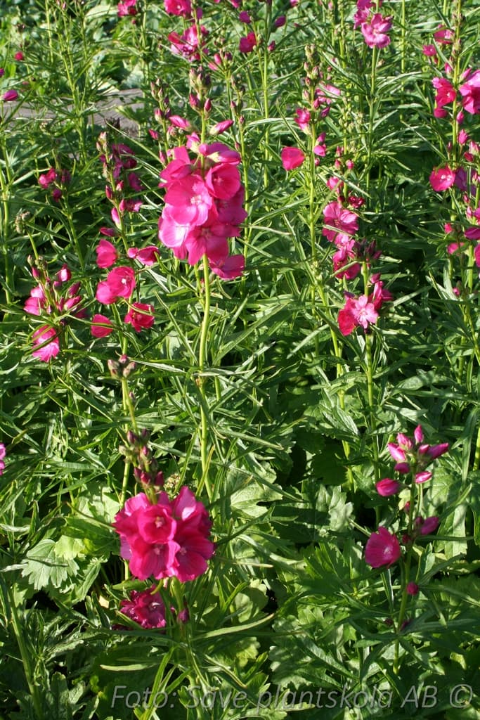 Sidalcea 'Brilliant'