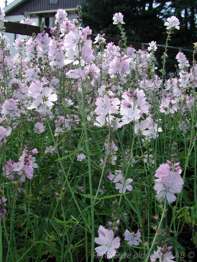 Sidalcea 'Elsie Heugh'