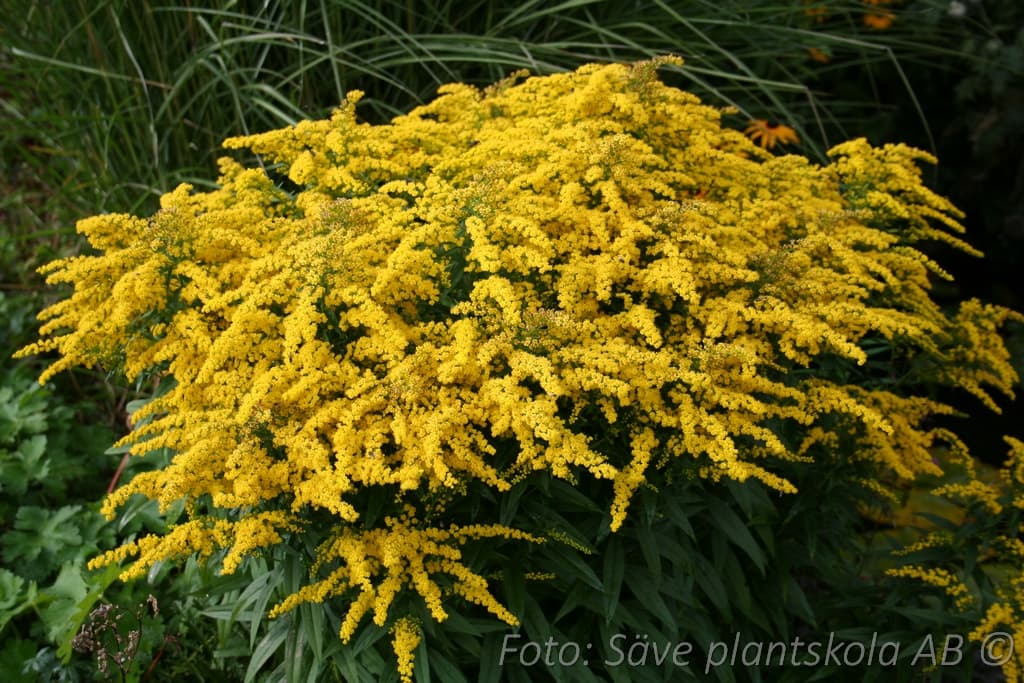 Solidago canadensis  'Nana'