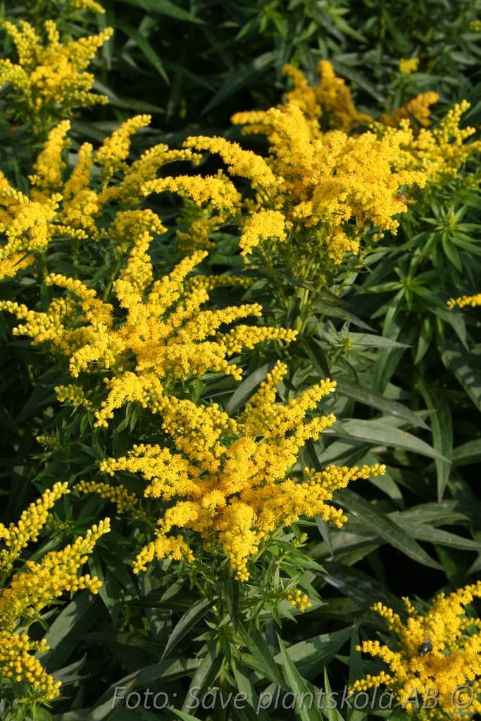 Solidago  'Leraft'