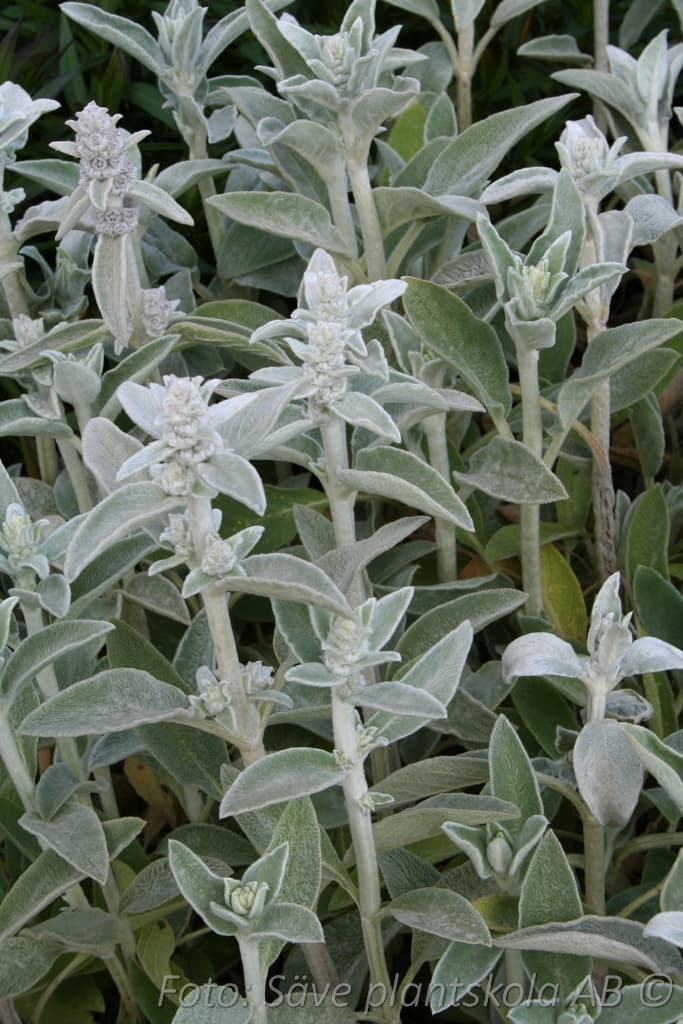 Stachys byzantina