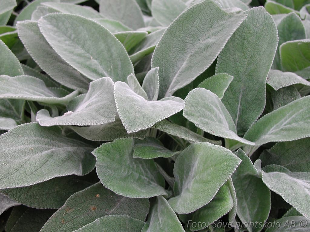 Stachys byzantina 'Big Ears'
