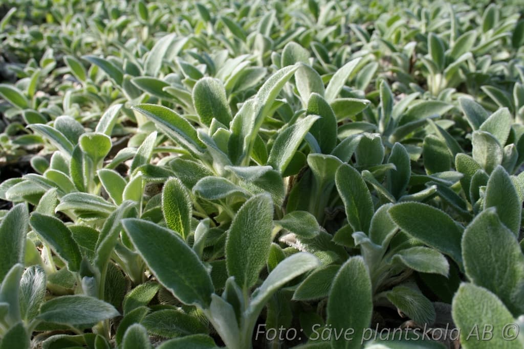 Stachys byzantina 'Silver Carpet'