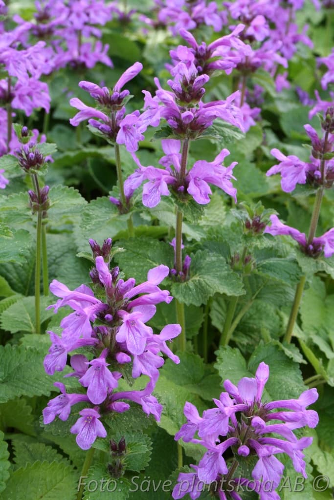 Betonica macrantha 'Superba'