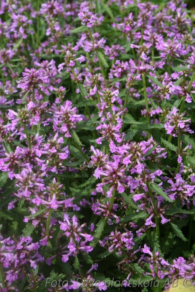 Betonica hirsuta'Hummelo'